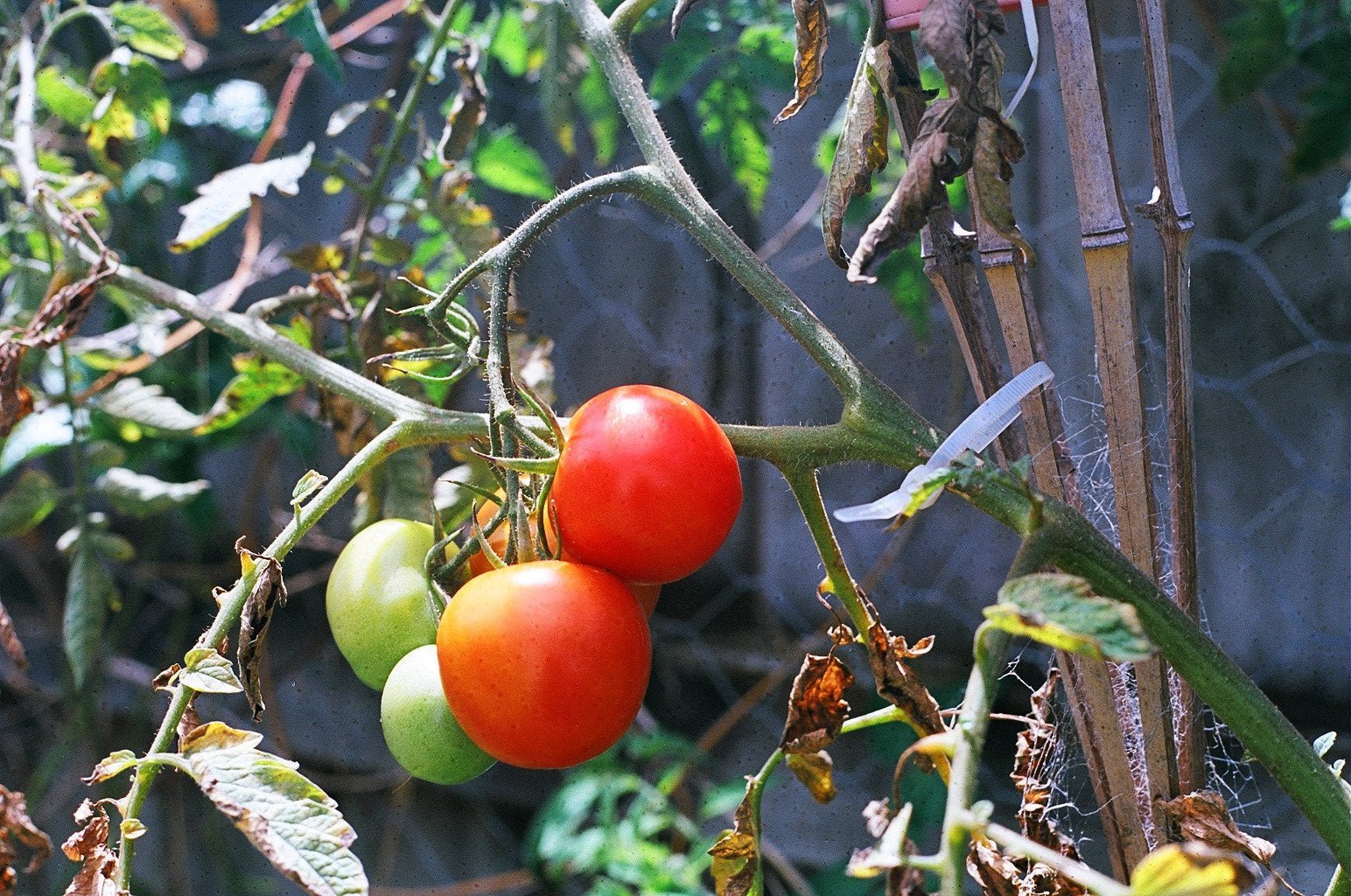 Tomato Growing Tips - George & Willy EU